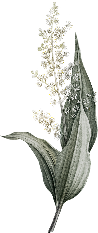 feuille8